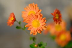庭の菊　その2