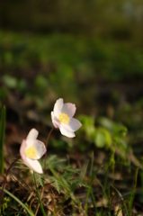 道端に咲く花