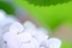 紫陽花　その６