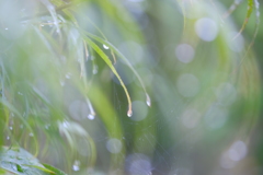 雨上がりの庭で4