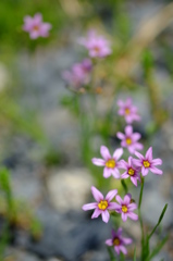 庭に咲いていた花