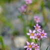 庭に咲いていた花