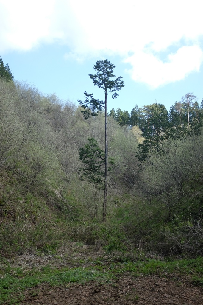 山間の一本杉