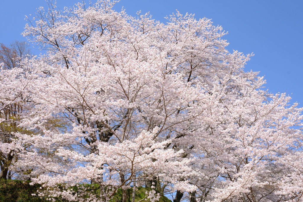 青空桜