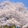 青空桜