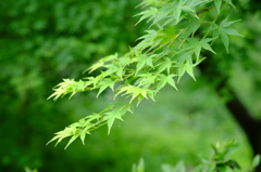 5月のもみじ　その３