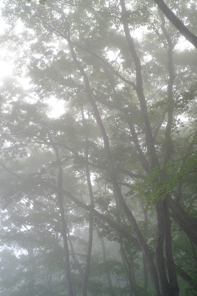 朝霧の森　その7