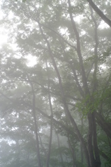 朝霧の森　その7