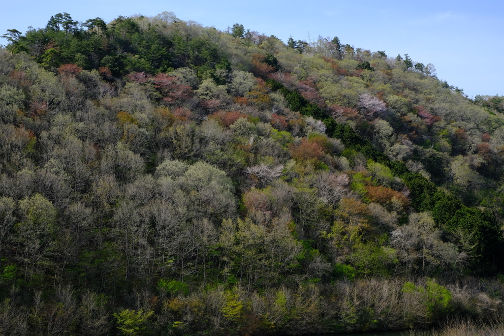 華やぐ里山3