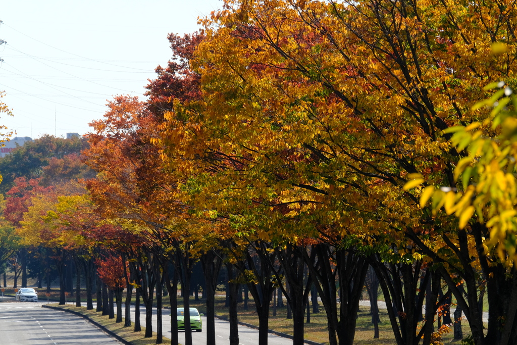 紅葉の街路樹 その2