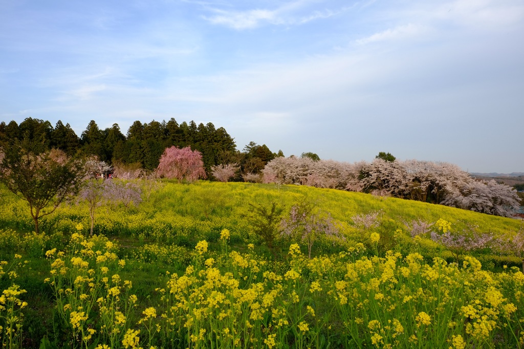 菜の花と桜の咲く丘