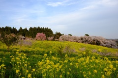 菜の花と桜の咲く丘