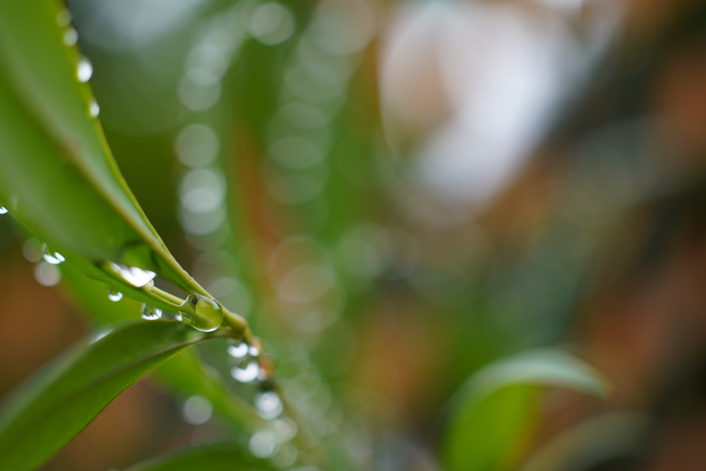 雨上がり3