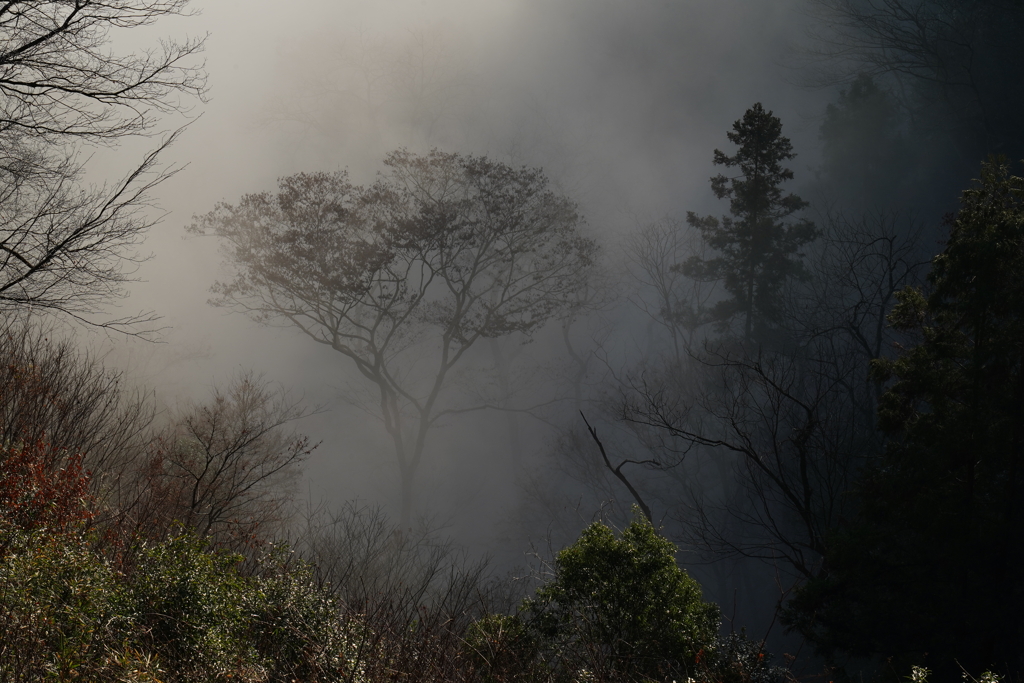 霧に包まれる里山2