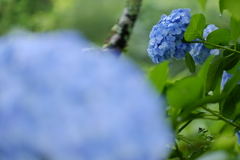 雨の日の紫陽花　その13
