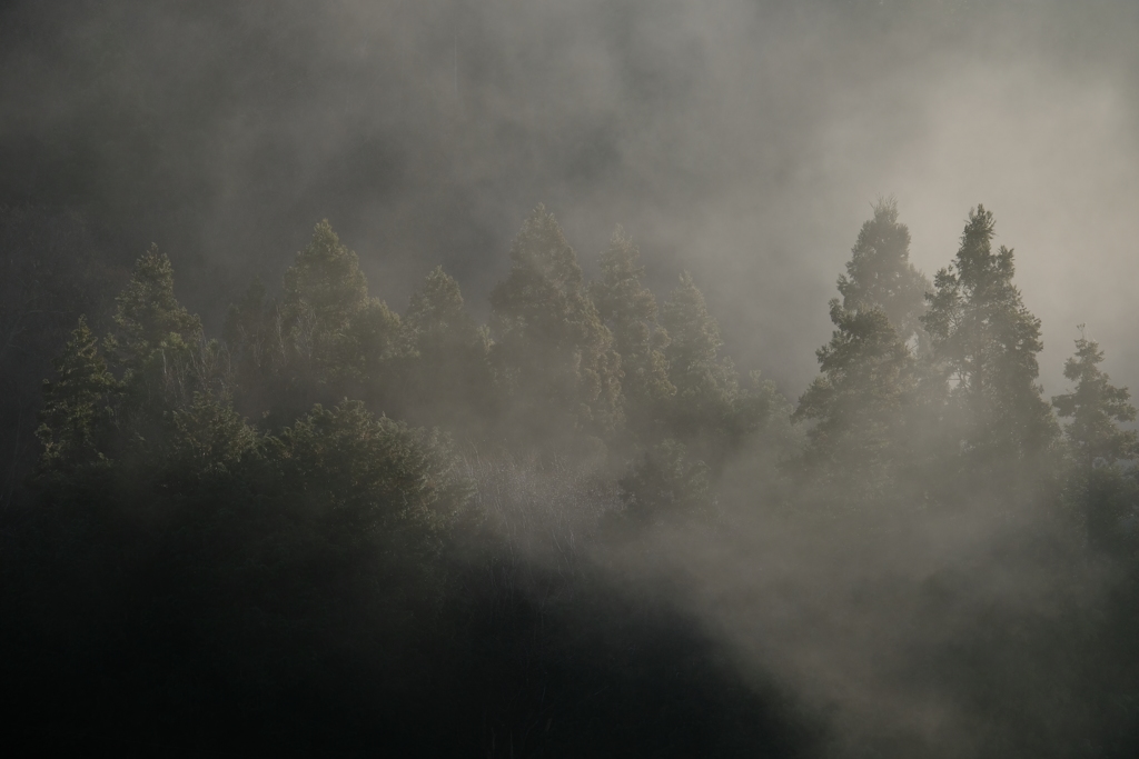 朝霧の光景