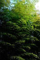 竹林　その２