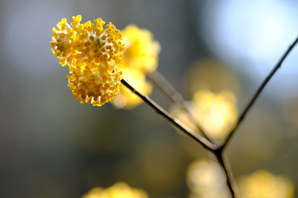 ミツマタの花2