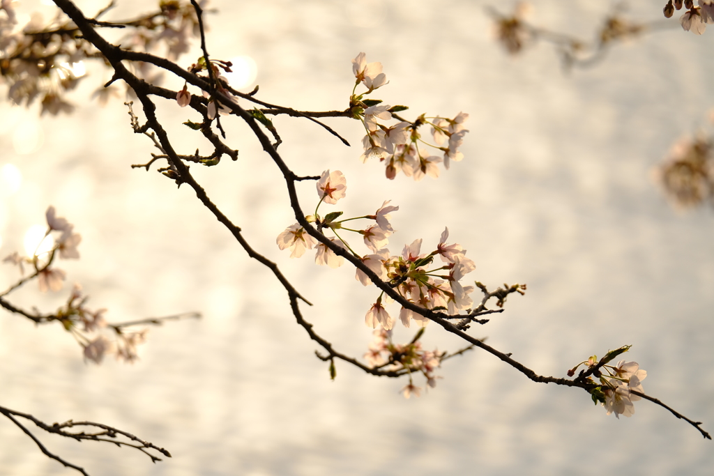 夕暮桜