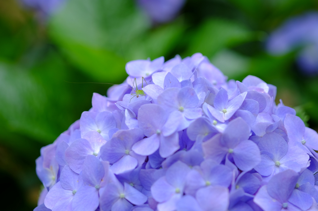 紫陽花　その３