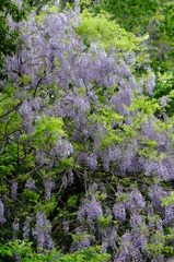 藤の花　その１