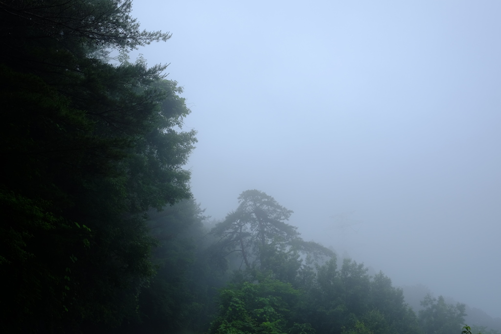 霧に霞む森　その２