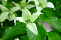 山法師