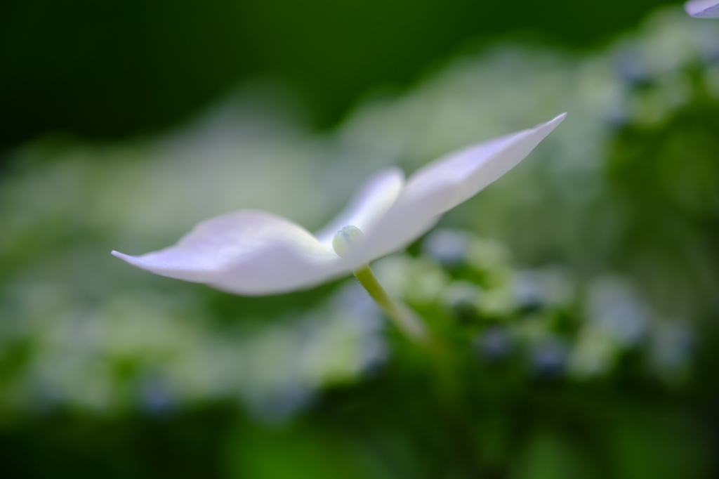 紫陽花　その5