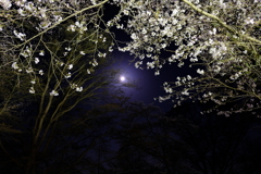 夜桜　その2