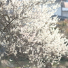 朝の白梅2