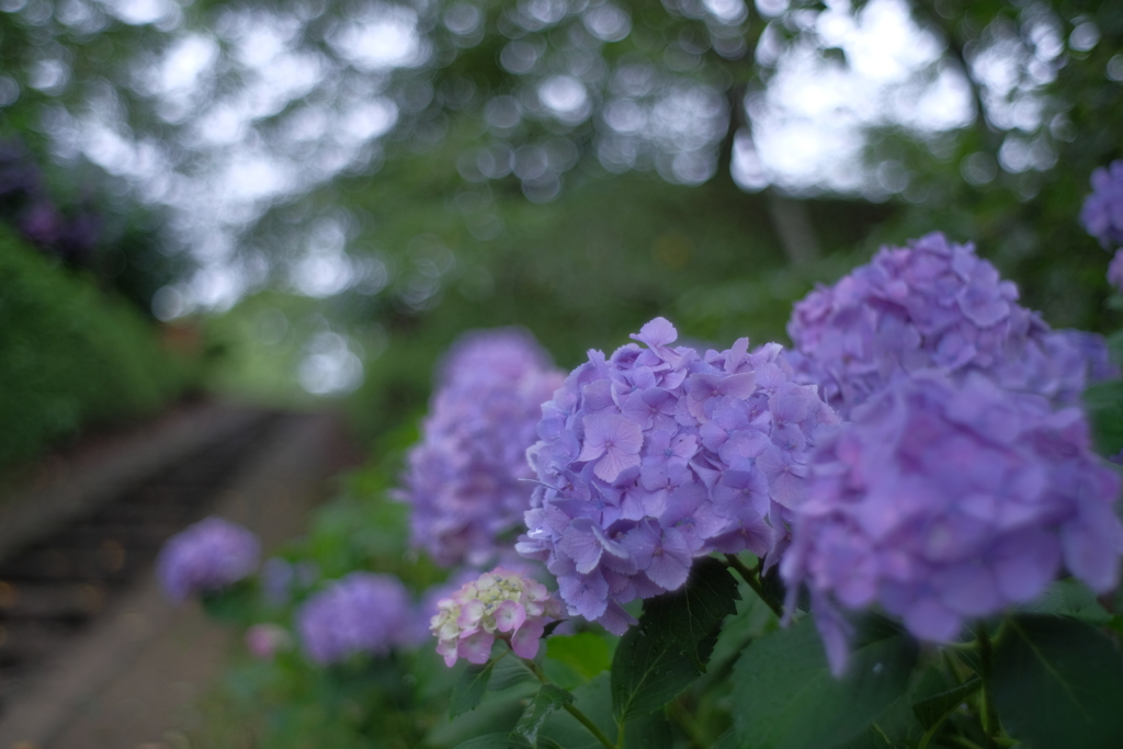 あじさいの咲く公園3