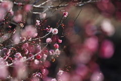 春の陽光