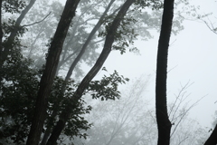 霧の山道で