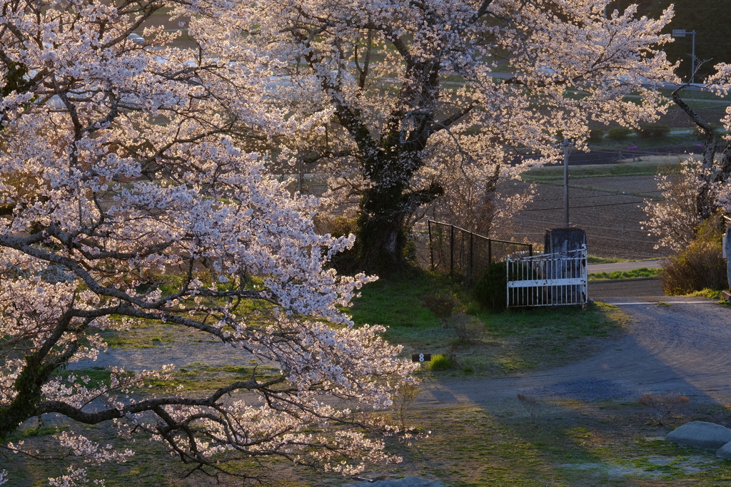 母の母校の校門