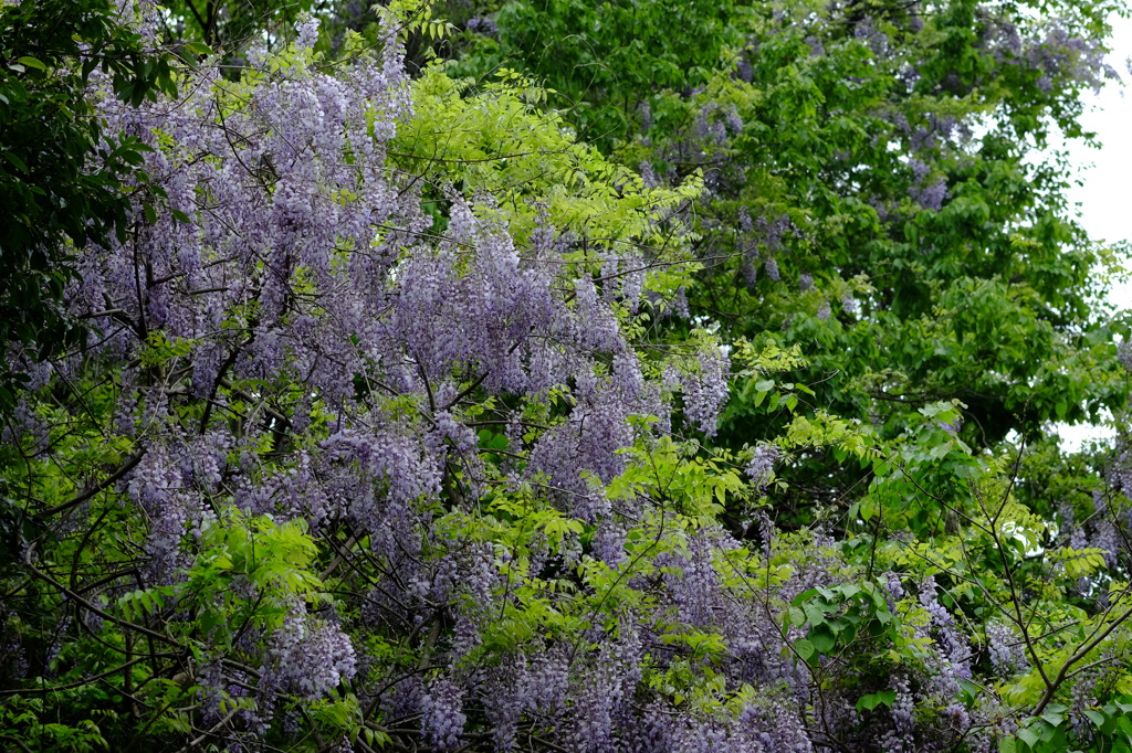 藤の花　その2