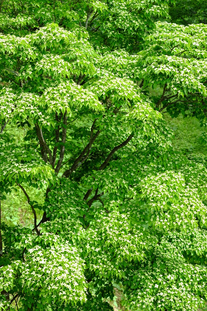 山法師　その3