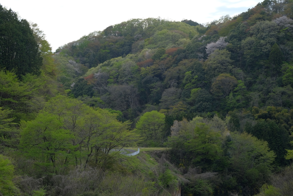 芽吹きの季節2