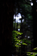 森の光