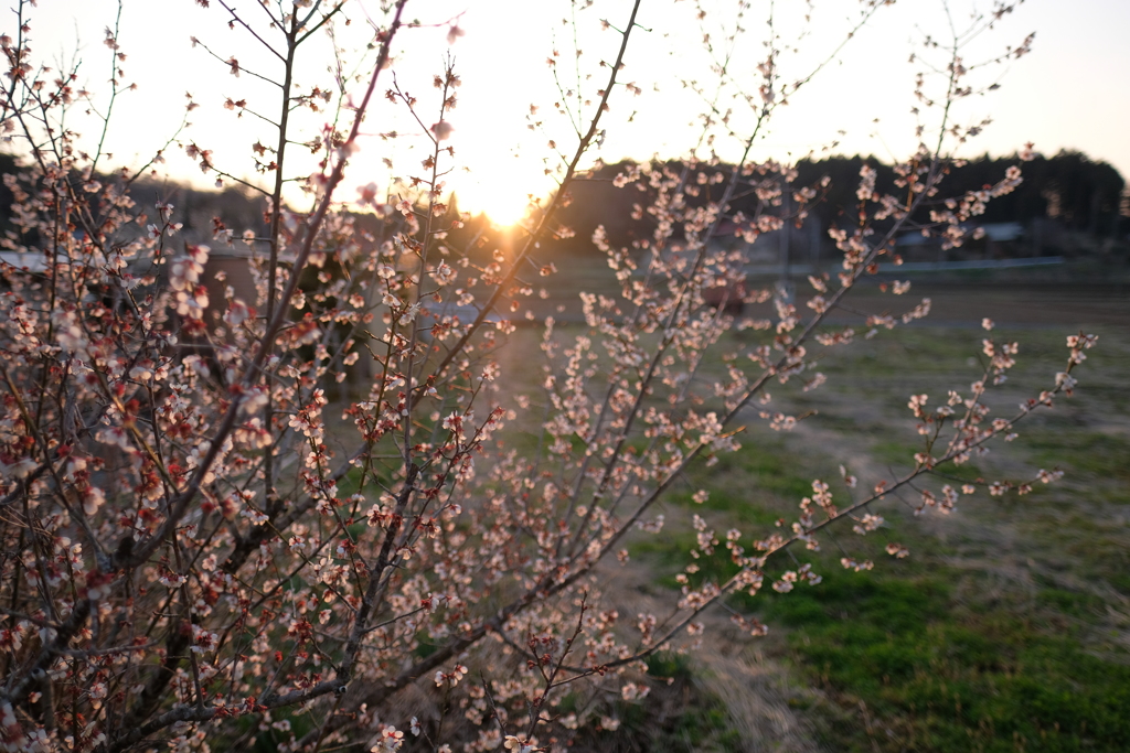 梅園の夕暮れ2