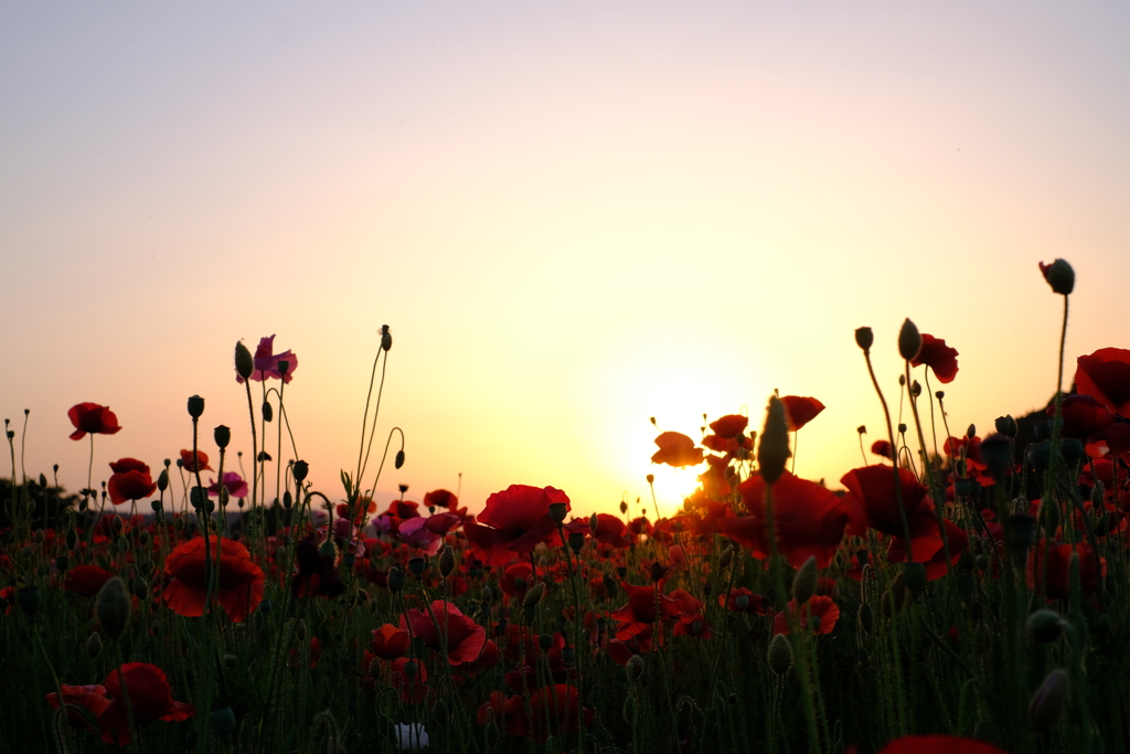 ポピーの花畑10