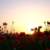 ポピーの花畑10