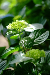 紫陽花　その９