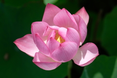 蓮の花