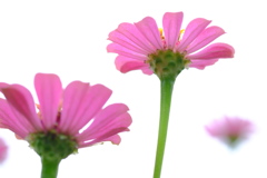 庭の百日草