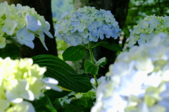 紫陽花　その７