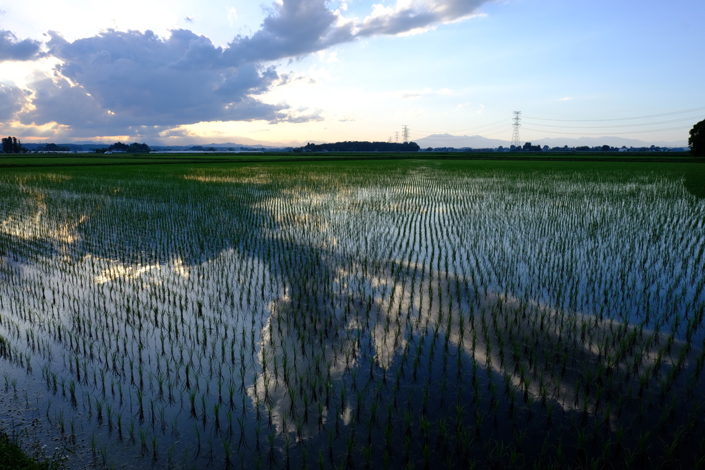 初夏の田園風景