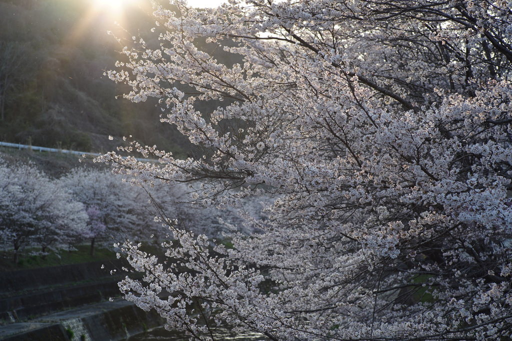 花満開