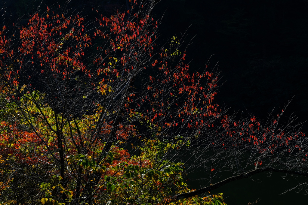 紅い葉