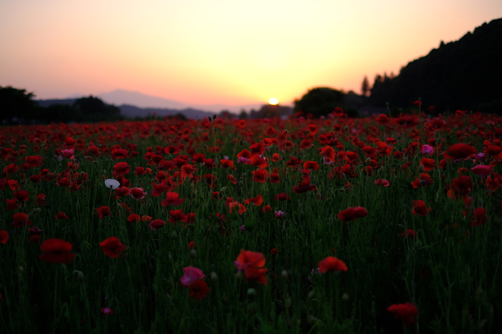 ポピーの花畑11
