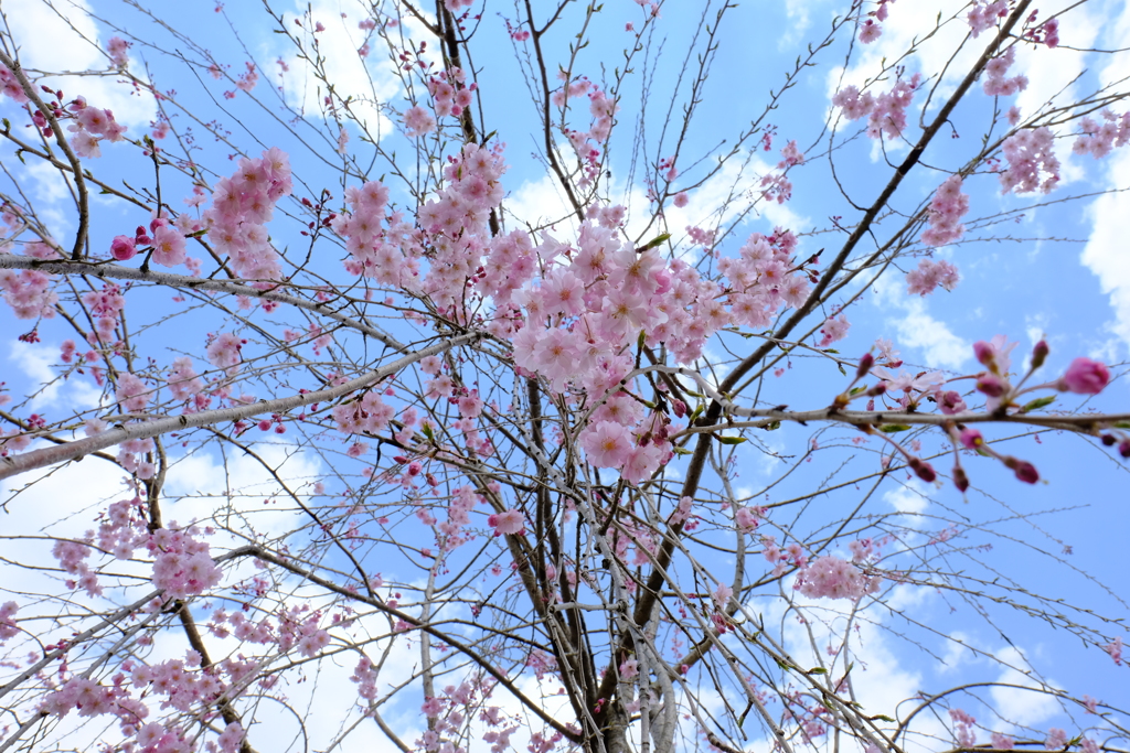 枝垂れ桜と青空